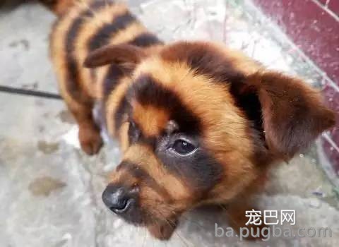 艳丽多彩诚漂亮 狗狗染毛需谨慎-2.jpeg