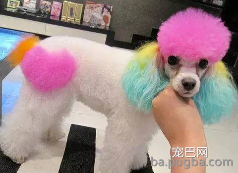 艳丽多彩诚漂亮 狗狗染毛需谨慎-3.jpeg