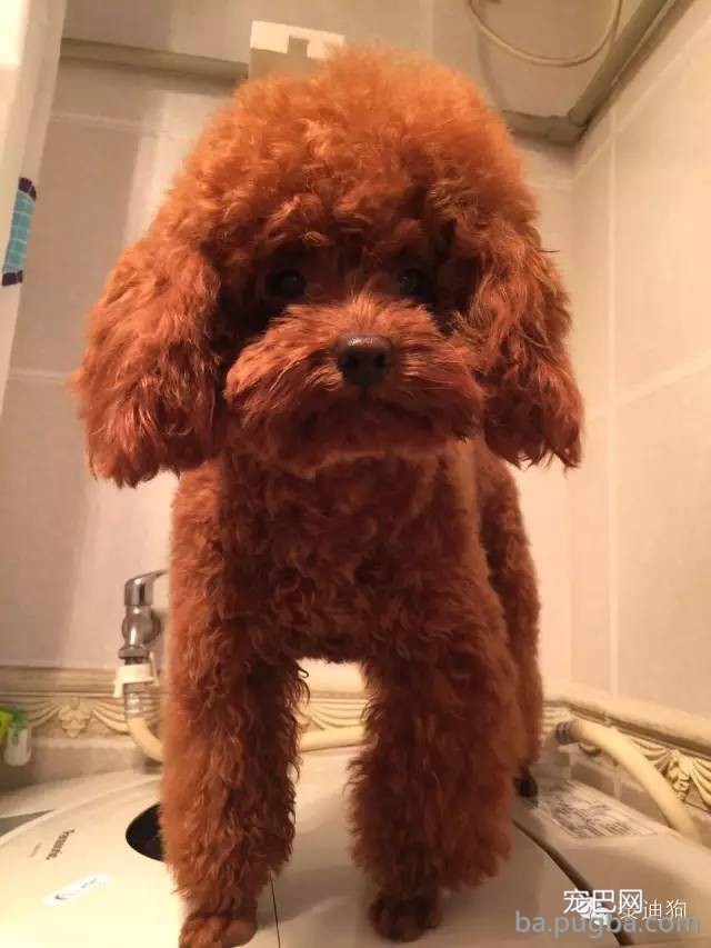 怎么养出一个漂亮的泰迪狗狗？-5.jpeg