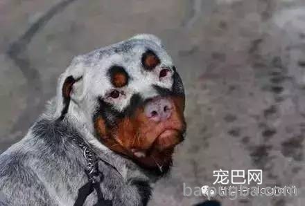 这狗串串比纯种狗还漂亮！-2.jpeg