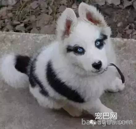 这狗串串比纯种狗还漂亮！-1.jpeg