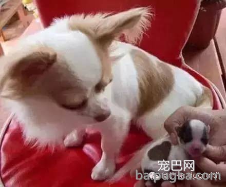 这狗串串比纯种狗还漂亮！-5.jpeg