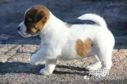 这狗串串比纯种狗还漂亮！-8.jpeg