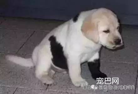 这狗串串比纯种狗还漂亮！-6.jpeg