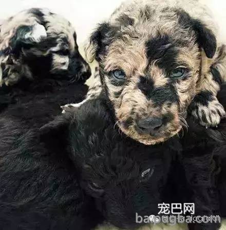 这狗串串比纯种狗还漂亮！-3.jpeg