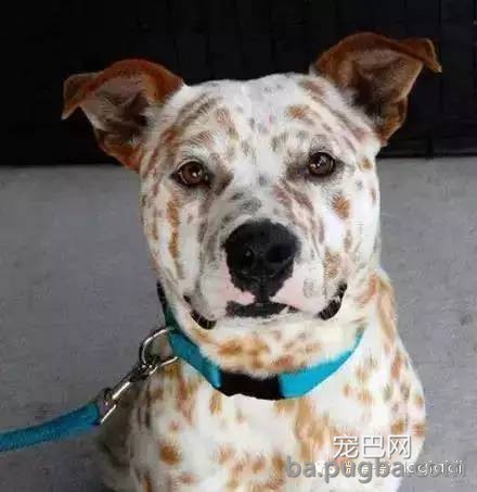 这狗串串比纯种狗还漂亮！-4.jpeg