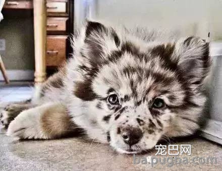 这狗串串比纯种狗还漂亮！-13.jpeg