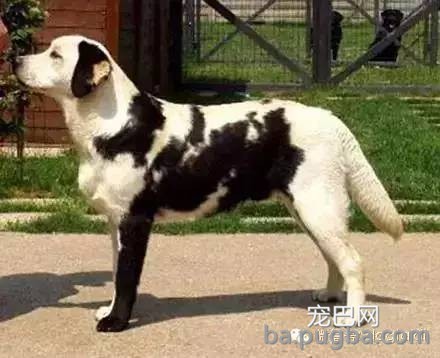 这狗串串比纯种狗还漂亮！-12.jpeg