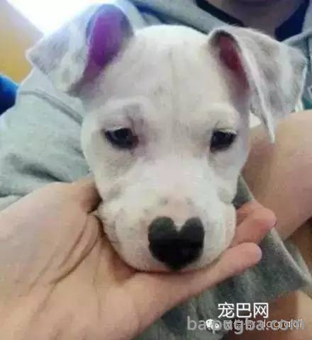 这狗串串比纯种狗还漂亮！-17.jpeg