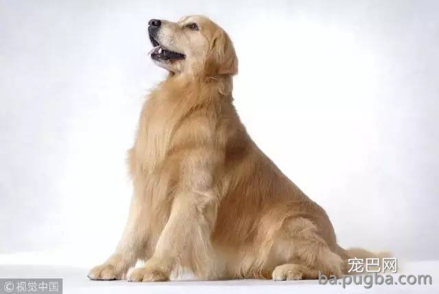 宠物狗的品相、血统之间是什么关系?低价格买高端狗，如何做到?-1.jpeg