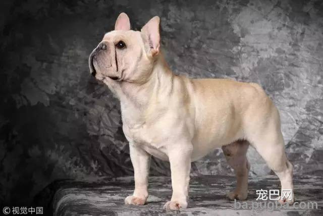 宠物狗的品相、血统之间是什么关系?低价格买高端狗，如何做到?-3.jpeg