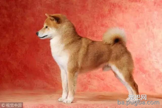 宠物狗的品相、血统之间是什么关系?低价格买高端狗，如何做到?-4.jpeg