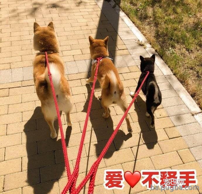 两只狗打起架来，狗主人不但不劝阻还加入混战？！-7.jpeg