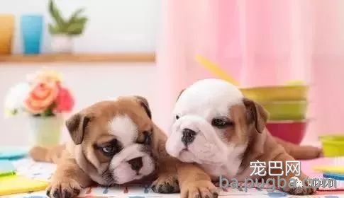 铲屎官必需了解的一些养犬小知识！-1.jpeg