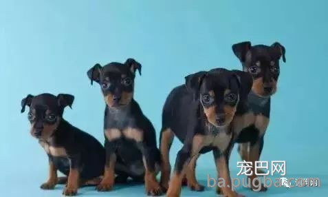 铲屎官必需了解的一些养犬小知识！-2.jpeg