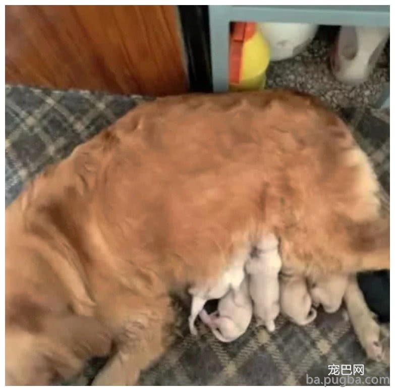 半夜被敲门声吵醒，一只流浪狗顶着大肚子来求救：帮帮我！-3.jpeg