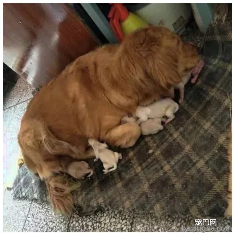 半夜被敲门声吵醒，一只流浪狗顶着大肚子来求救：帮帮我！-2.jpeg