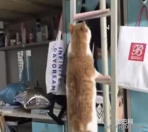 宿舍养橘猫无人发现，一年后惨了，主人：这么胖，怎么藏？-1.jpeg