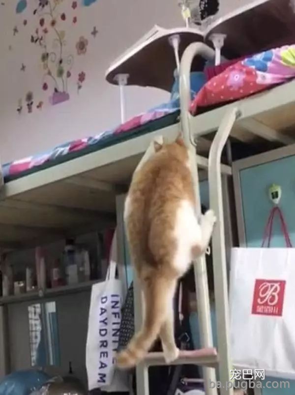 宿舍养橘猫无人发现，一年后惨了，主人：这么胖，怎么藏？-2.jpeg