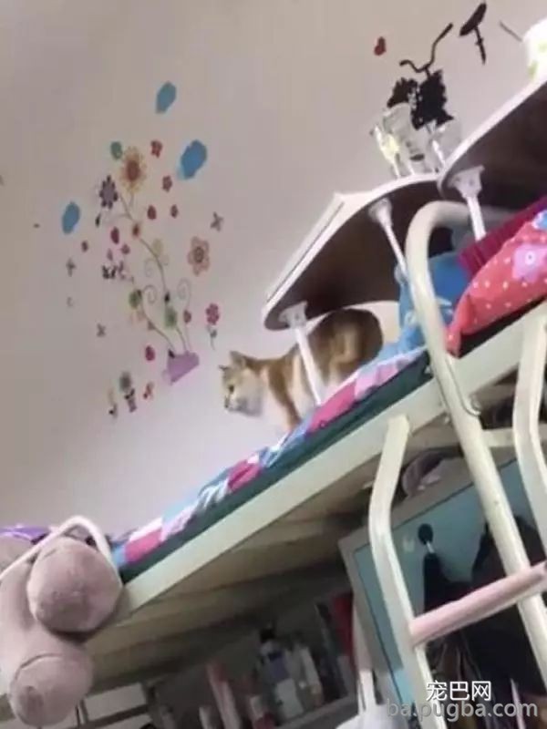 宿舍养橘猫无人发现，一年后惨了，主人：这么胖，怎么藏？-3.jpeg