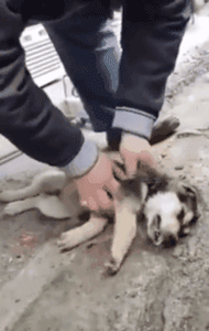 流浪狗饿急了吃东西差点噎死，幸好一好心大叔出现...-1.gif