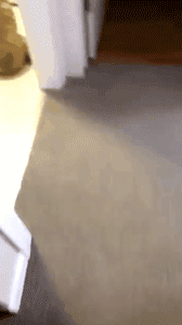 主人把狗狗最喜欢的玩具拿去洗，却拍到超可爱的一幕…-3.gif
