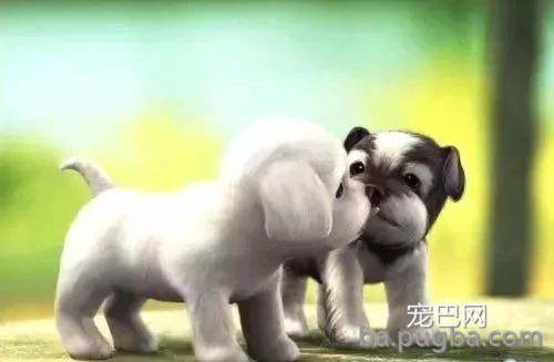 从狗狗的粪便判断疾病-2.jpeg