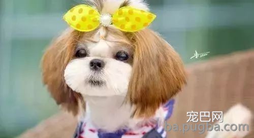 从狗狗的粪便判断疾病-1.jpeg