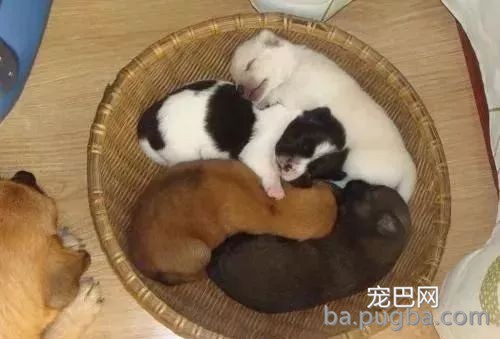 从狗狗的粪便判断疾病-3.jpeg