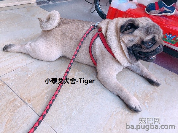巴哥犬2.JPEG