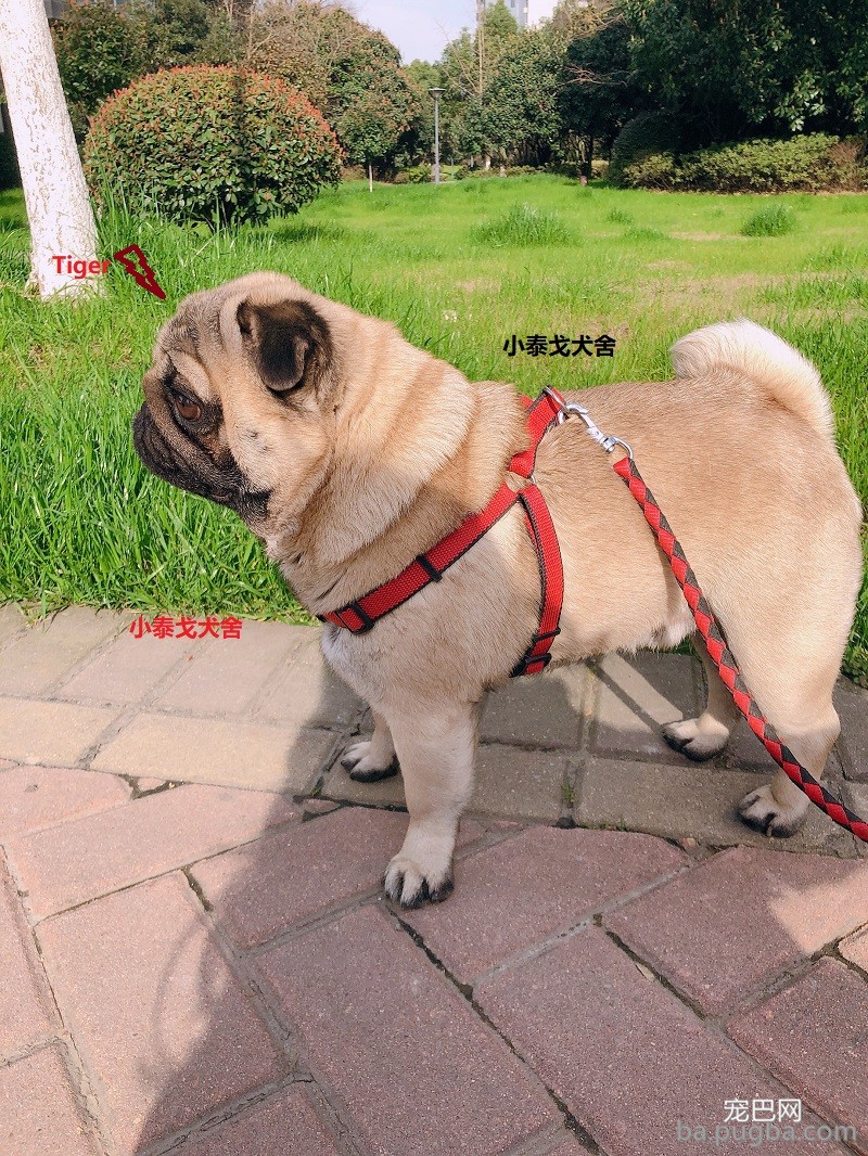 巴哥犬3.JPEG