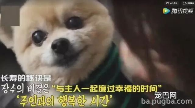 狗狗1岁等于人类7岁？你很可能一直都算错了...-9.jpeg