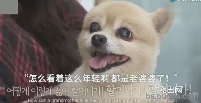 狗狗1岁等于人类7岁？你很可能一直都算错了...-7.jpeg