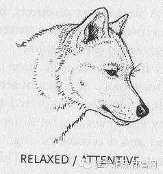 养狗窍门 | 掌握狗的语言交流(养狗必看）-7.jpeg