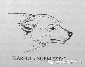 养狗窍门 | 掌握狗的语言交流(养狗必看）-10.jpeg