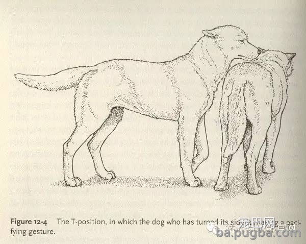 养狗窍门 | 掌握狗的语言交流(养狗必看）-14.jpeg