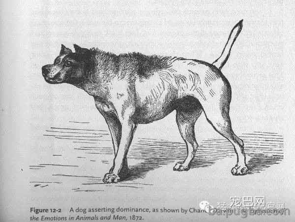 养狗窍门 | 掌握狗的语言交流(养狗必看）-12.jpeg