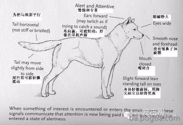 养狗窍门 | 掌握狗的语言交流(养狗必看）-16.jpeg