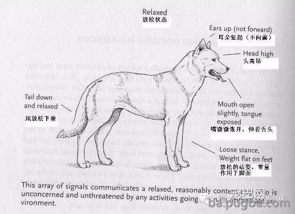 养狗窍门 | 掌握狗的语言交流(养狗必看）-15.jpeg
