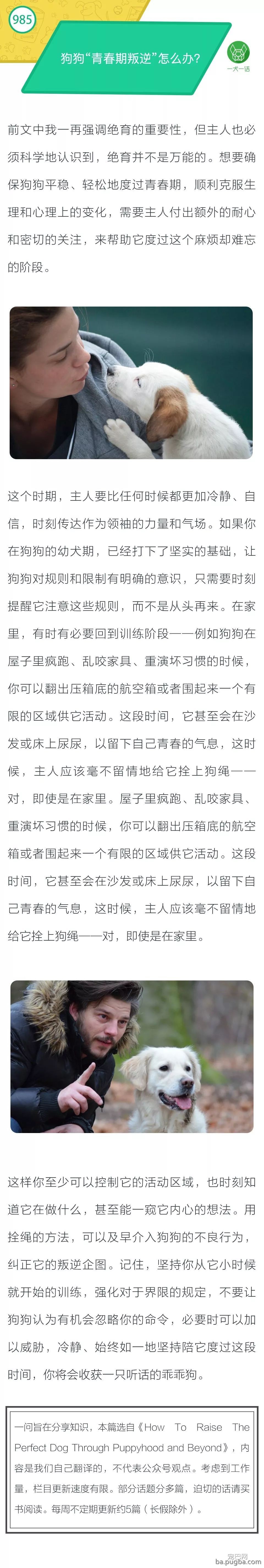 狗狗“青春期叛逆”怎么办？-1.jpeg