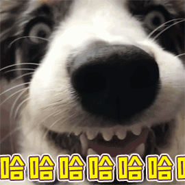 边牧为吃骨头装瘸，主人：还能跨栏就过分了！-1.gif