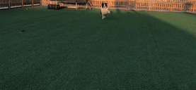 边牧为吃骨头装瘸，主人：还能跨栏就过分了！-4.gif