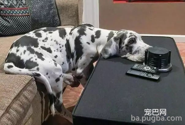 边牧为吃骨头装瘸，主人：还能跨栏就过分了！-10.jpg