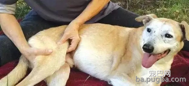 边牧为吃骨头装瘸，主人：还能跨栏就过分了！-7.jpg