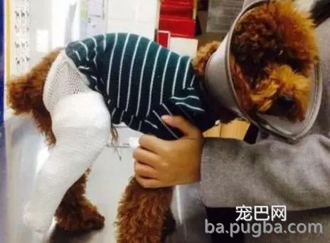 边牧为吃骨头装瘸，主人：还能跨栏就过分了！-11.jpg