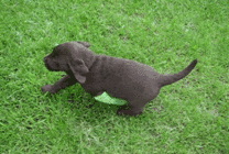 边牧为吃骨头装瘸，主人：还能跨栏就过分了！-8.gif