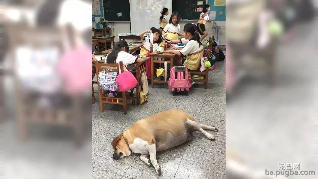 边牧为吃骨头装瘸，主人：还能跨栏就过分了！-13.jpg