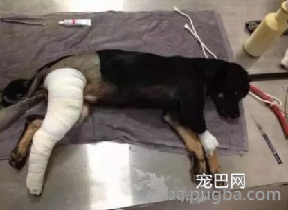 边牧为吃骨头装瘸，主人：还能跨栏就过分了！-19.jpg