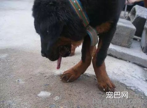 边牧为吃骨头装瘸，主人：还能跨栏就过分了！-17.jpg