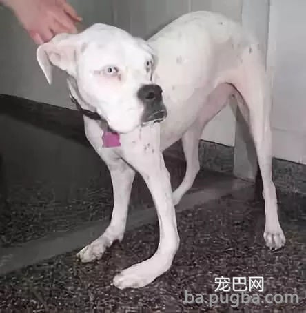 边牧为吃骨头装瘸，主人：还能跨栏就过分了！-18.jpg